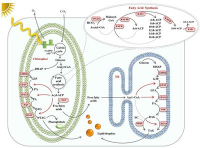 Tailoring Microalgae for Efficient <mark class="highlighted">Biofuel Production</mark>